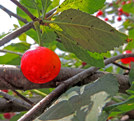 Sunlited fruit of sour cherry tart cherry, dwarf cherry, wild cherry, or Prunus cerasus with drop of waterの写真素材
