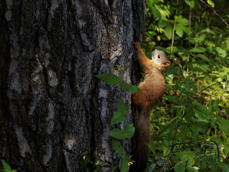 Sunlited red squirrel or Eurasian red squirrel (Sciurus vulgaris) climbing a tree trunk in the forestの写真素材