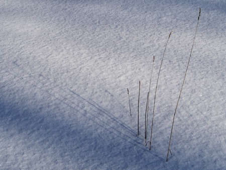 A group of dry plants arranged in a line and their shadows on the snowの写真素材