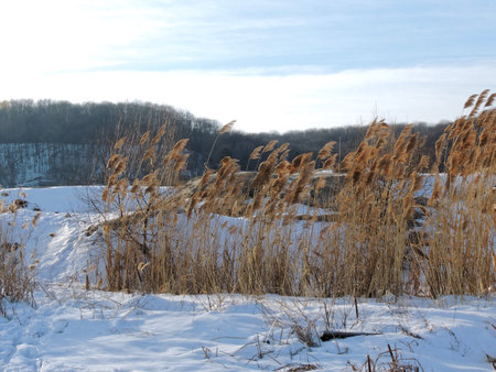 Phragmites, the common reed, on river snow-covered bank in winterの写真素材