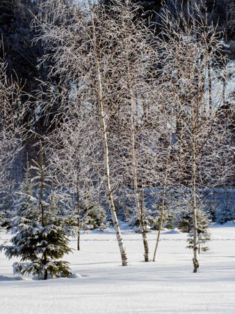 Snowy spruce and birch trees at winterの写真素材