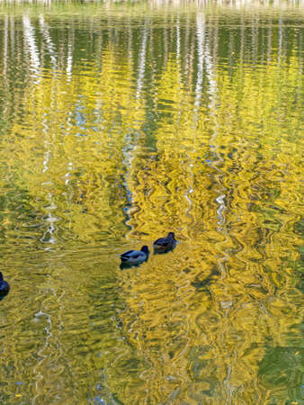 Wild ducks floating on surface of the lake in autumnの写真素材