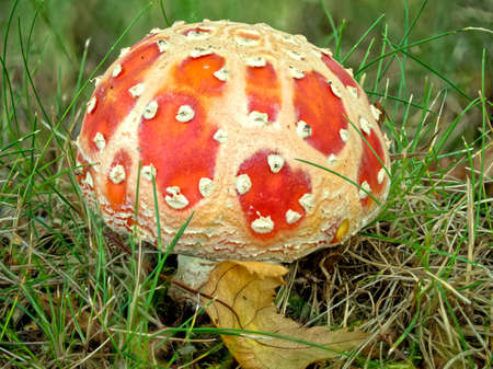 Fly agaric or Amanita muscaria in the grassの写真素材