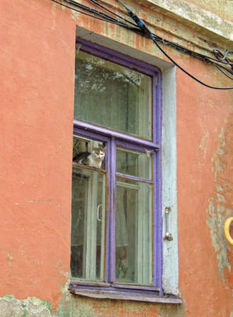 A gray and white bicolor cat (Felis catus) sitting in the window opening of a residential building and watching the streetの写真素材