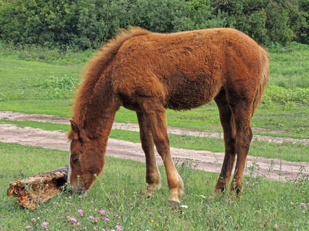 The foal of a bay horse (Equus ferus caballus) grazing in a clearingの写真素材