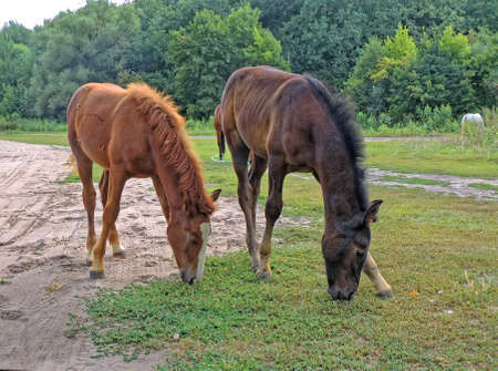 A chestnut horse and bay foal (Equus ferus caballus) grazing in a clearingの写真素材