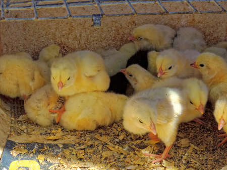 A group of sunny chickens (Gallus gallus domesticus) in a boxの写真素材