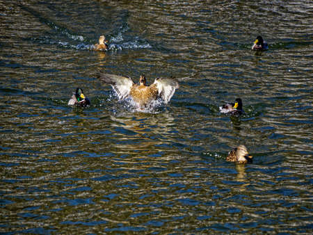 Landing an open-wing mallard on the surface of the waterの写真素材