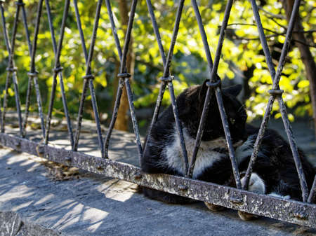 A black cat lying on the ledge of the fence against the background of the sunlit foliage of treesの写真素材