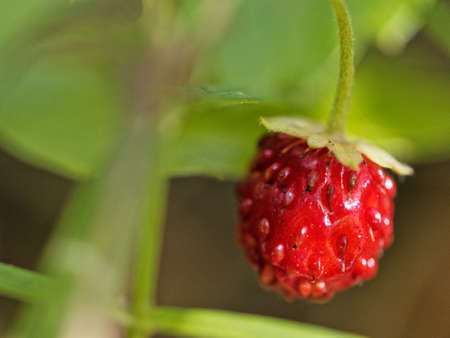 Ripe fruit of Fragaria vesca, commonly called wild strawberry, woodland strawberry, Alpine strawberry, Carpathian strawberry, European strawberry, or fraisier des bois on the plantの写真素材