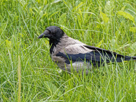 A hooded crow (Corvus cornix) also called hoodie, Scotch crow, Danish crow and gray crow in the grass.の写真素材