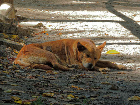 Old ginger dog sleeping on the ground in the shade among fallen leavesの写真素材