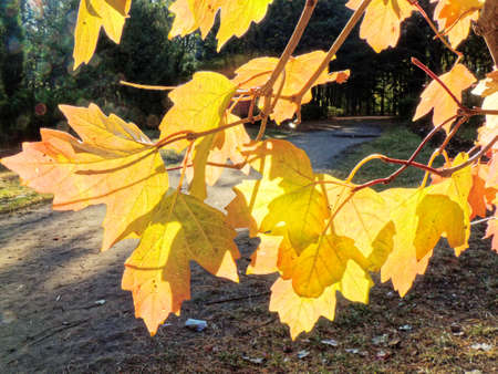 Autumn field maple leaves (Acer campestre) on the background of a path in the forestの写真素材