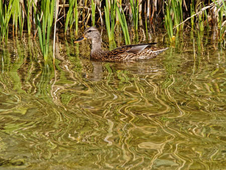 Mallard duck swimming in the river near the thickets of monocot flowering plants Acorusの写真素材