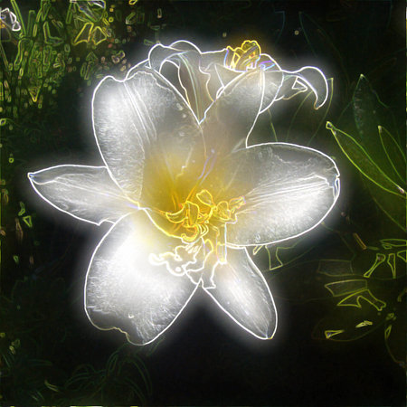 shine flower, white lily on gardenの写真素材