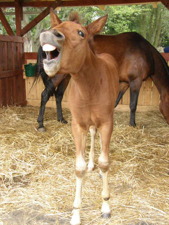 screaming foal showing teeth, small horse showing emotionsの写真素材