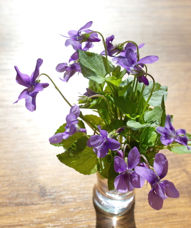 bouquet of violets on vaseの写真素材