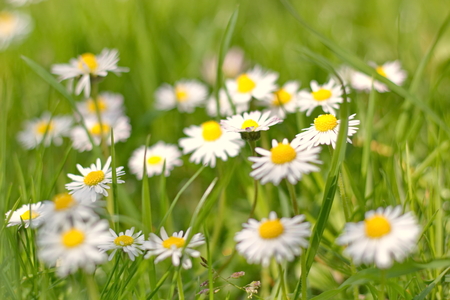daisies on spring meadowの写真素材