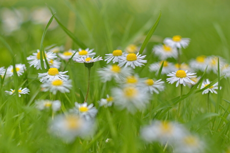 daisies on sunny meadowの写真素材