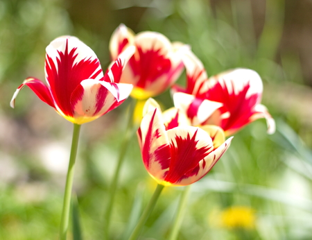 red and white tulips in the gardenの写真素材