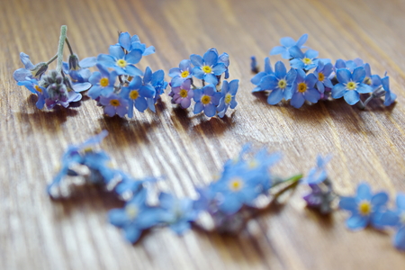 forget me nots lying on the tableの写真素材