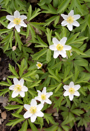 white forest flowersの写真素材