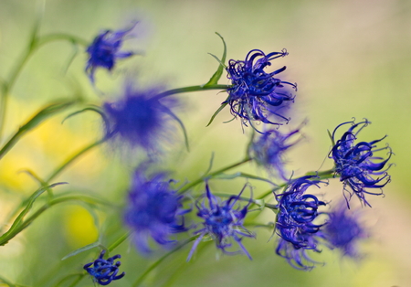 Blue mountain flowers in the windの写真素材