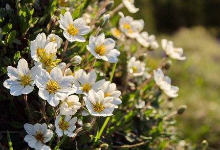 white Dryas - mountain flowersの写真素材