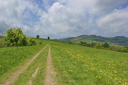 path in the summer meadowの写真素材