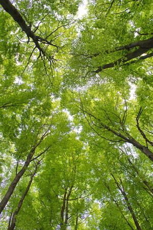 intensive branches with green leaves against the skyの写真素材
