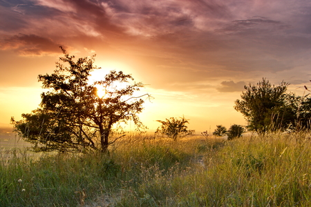 sunset over the meadow with small tressの写真素材