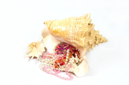 seashell with women39s jewelry on whiteの写真素材