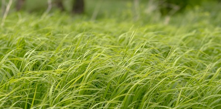 Young green grass sways in the windの写真素材