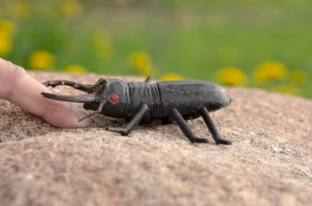 a beetle on a huge rock in the summer, toy, bites human finger