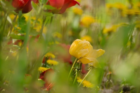 Tulip garden in a large garden in the spring as a backdropの写真素材