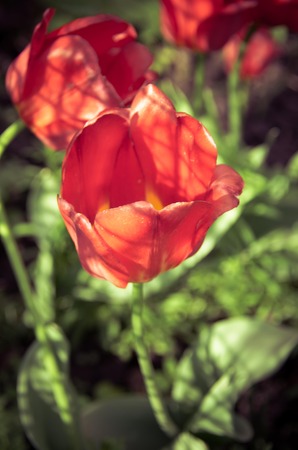 Tulip garden in a large garden in the springの写真素材