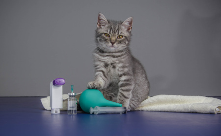 little kitten is sick, treatment kittenの写真素材