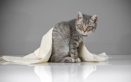 Cute british kittenの写真素材