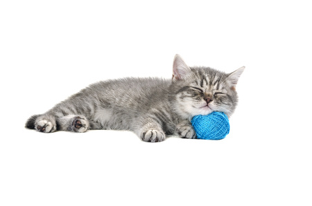 Little funny British kittenの写真素材