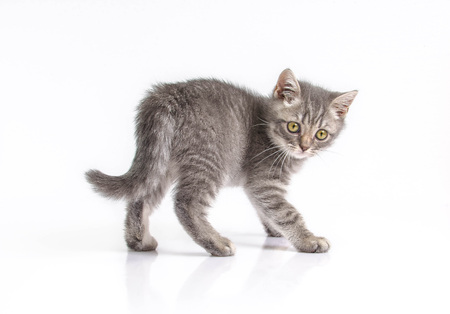funny British kittenの写真素材