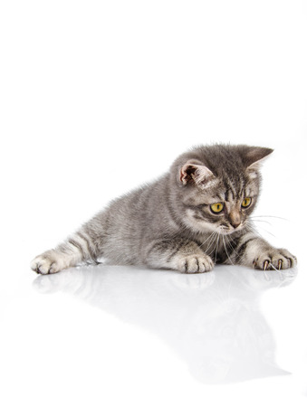 funny British kittenの写真素材