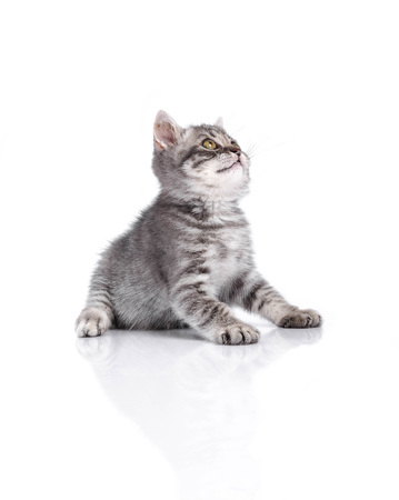funny British kittenの写真素材