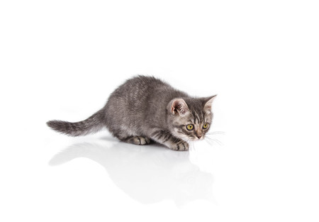 funny British kittenの写真素材