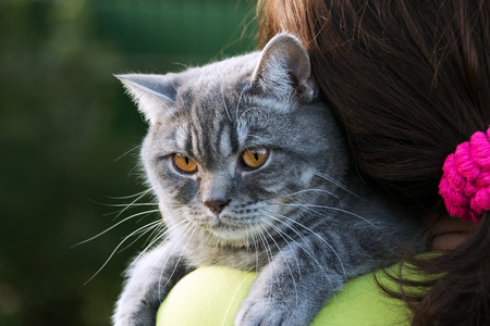 lovely kitten in the loving owner's handsの写真素材