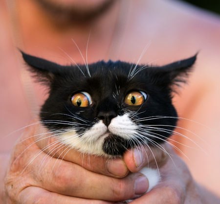 lovely kitten in the loving owner's handsの写真素材