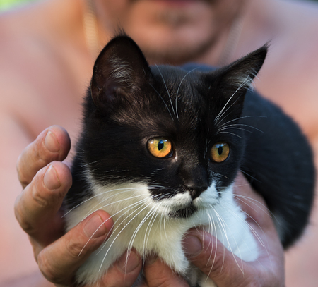 lovely kitten in the loving owner's handsの写真素材