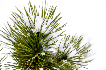 close up a fir cone on a tree, winterの写真素材