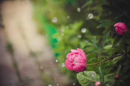 Red peony in the rain. Raindropsの写真素材
