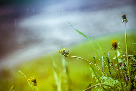 Grass in the rain near a puddleの写真素材