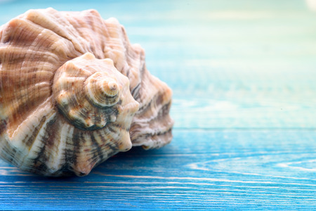 Shell on wooden backgroundの写真素材